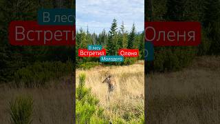 Встреча в Лесу  | #олень #зверь #природа #поход #горы #встреча #лучшее #рек #мирживотных #сюрприз