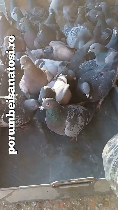 porumbei la baie #love #music #pigeon