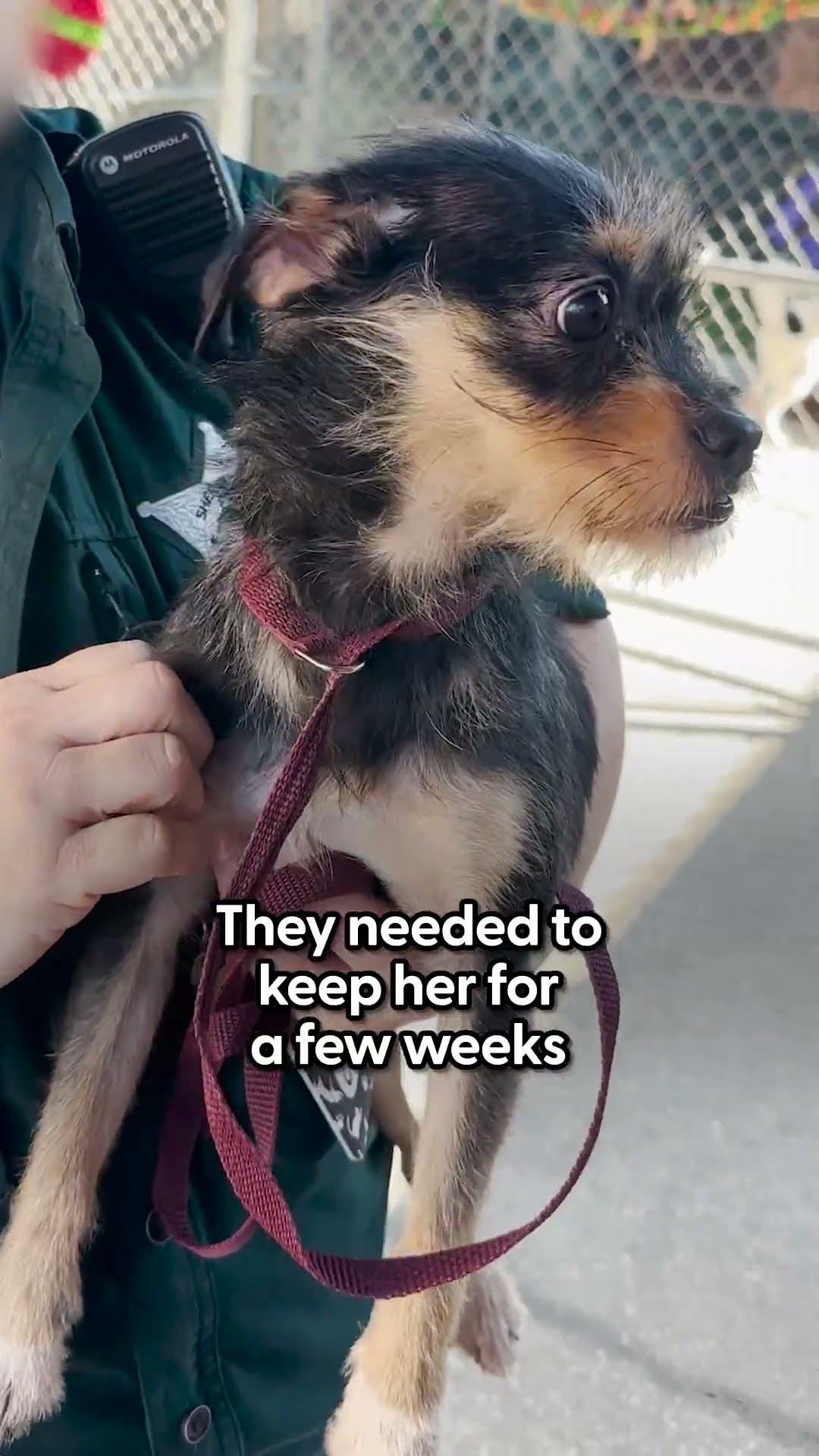Guy Rescues Little Stray Dog Inside Dollar General | The Dodo