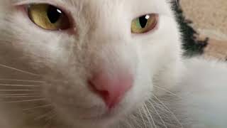 Cat after a walk #cat #thecatislying #whitecat by Fantastic variety of nature 127 views 2 days ago 38 seconds