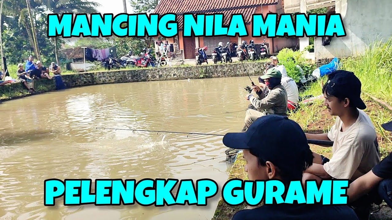 MANCING NILA MANIA DAN GURAME‼️HARGA 3,5 JUTA DI PANCING 15 PESERTA