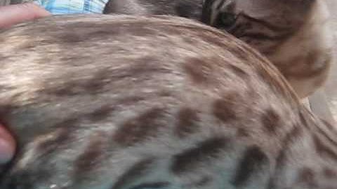 Watch the video about Metallica and Whisper. Charcoal mink and mink snow bengal kittens