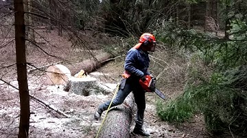 Felling a tree 18 "bar and chain saw Husqvarna 562 XP