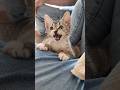 Kitten S First Chirps Ekekekkekkek Fosterkittens