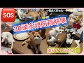 飼い続ける事が困難に!緊急SOS ‼️どうか助けてください。猫の預かり、里親様募集しています。