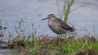 Łęczak Wood Sandpiper Tringa Glareola