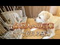 【涙の対話】命を救ってくれた犬に、一生懸命鳴いて語りかける保護子猫。
