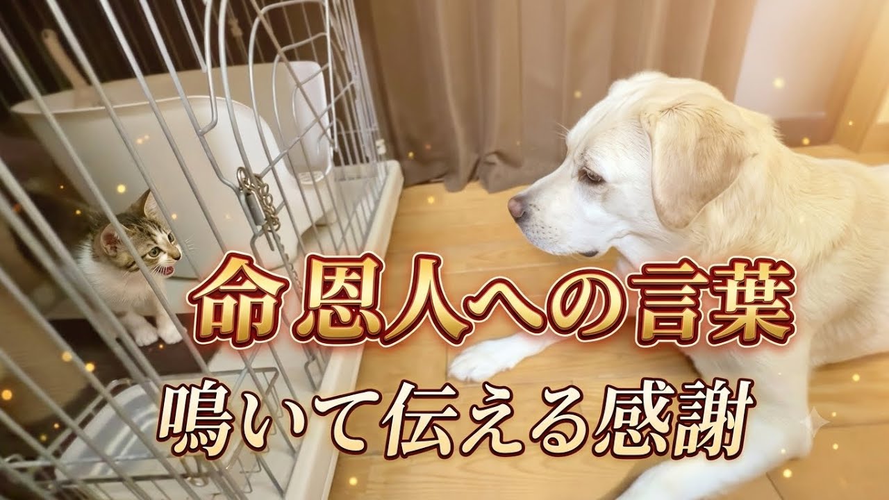 【涙の対話】命を救ってくれた犬に、一生懸命鳴いて語りかける保護子猫。