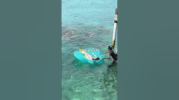 Vì sao cá mập ở đây lại hiền như vậy? 😲