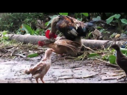 Very persistent Rooster Drove the all chickens. hen is in shock 😂