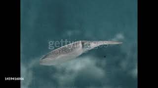 gettyimages 1459416006 640 adpp