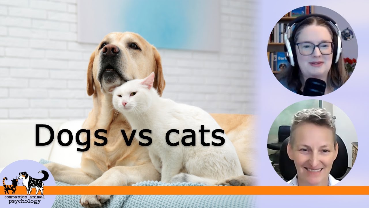 Caring for dogs vs caring for cats: What you need to know