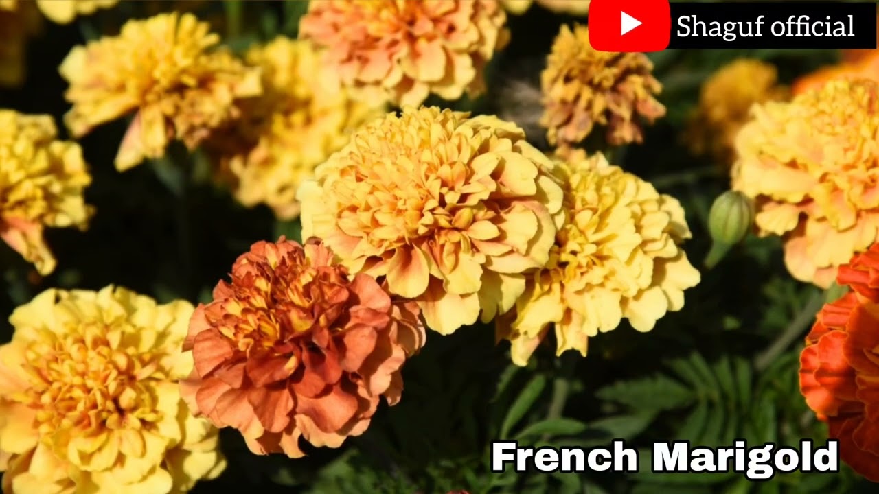 ANNUAL FLOWERS THAT BLOOM IN EARLY SPRING