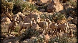 Borrego Cimarrón en Rumorosa B.C. México.