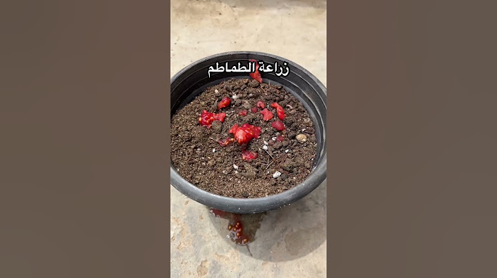 زراعة الطماطم في المنزل 🥰 #اكسبلور #زراعة #plant #gardening