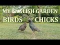 Starling chicks arrive in My English Garden - 2020