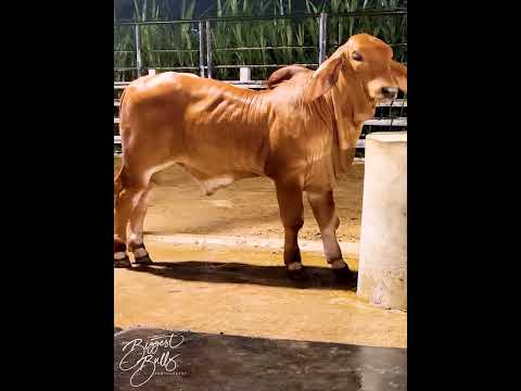 70 days old Red Brahman bull