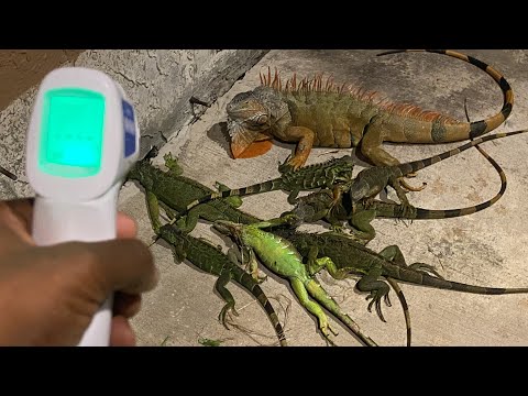 Video: Mga Mabilis Na Temperatura Ay Naging Sanhi Ng Frozen Iguanas Na Mahulog Mula Sa Mga Puno