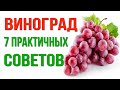 Виноград. Умная посадка и уход.