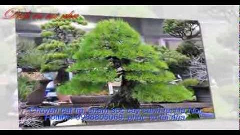 dịch vụ cắt tỉa  chăm sóc cây cảnh tại hà nội