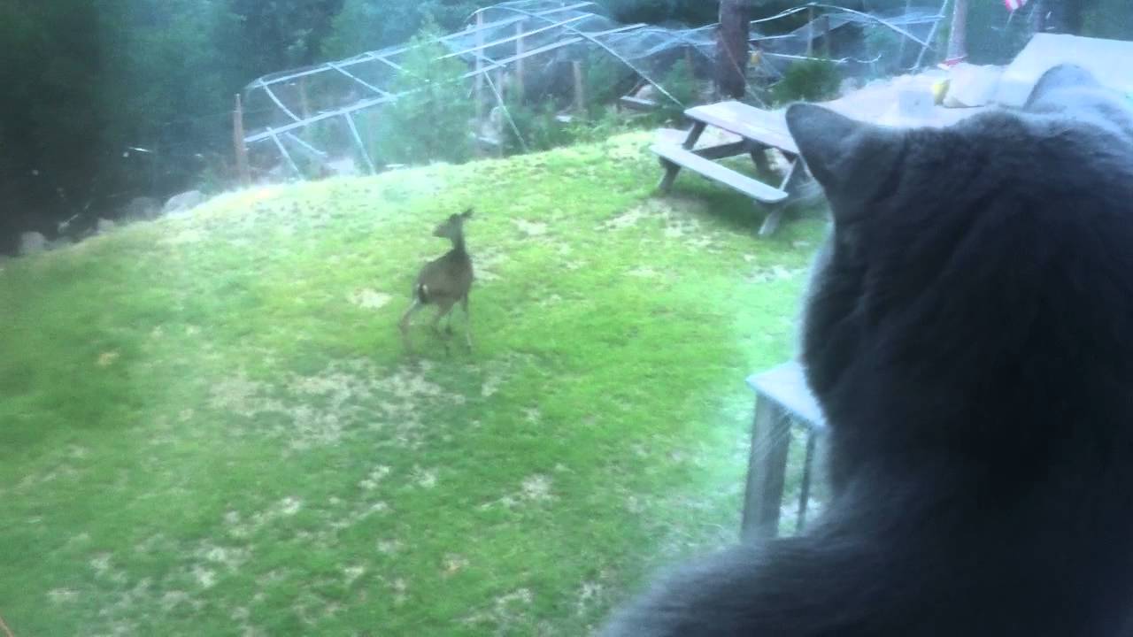 DEER IN MY FRONT YARD THIS MORNING!