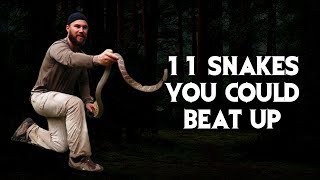11 Snakes You Could Beat Up