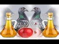 Exclusively the mixture that eliminates all diseases of the pigeon - apple cider vinegar