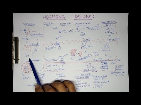Vídeo: Hormona Tiroidea T4: Aumento / Disminución, ¿cuál Es La Norma?