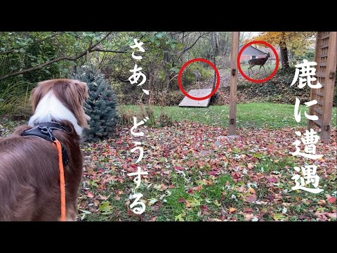 【犬のしつけ】牧羊犬に教えておいてよかったしつけ3選|オーストラリアンシェパート