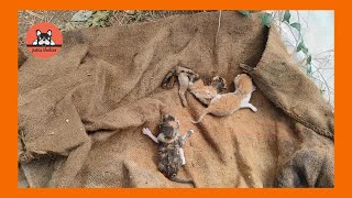 Newborn Kittens Are Rescued by Jutta Shelter 1,311 views 6 days ago 2 minutes, 49 seconds