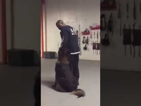 Collective K9 Dog Training
