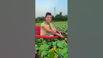 Cảnh Ăn Củ Ấu Sống Khi Thu Hoạch, Ai Đã Từng Ăn Mùi Vị Nó Như Thế Nào #anhutdua#củấu#shorts