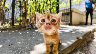 A mother cat and her kitten live a leisurely life in the back streets of a noisy bazaar.