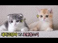 새끼고양이가 로봇청소기를 처음보면 이렇게 귀여움 (cat vlog)