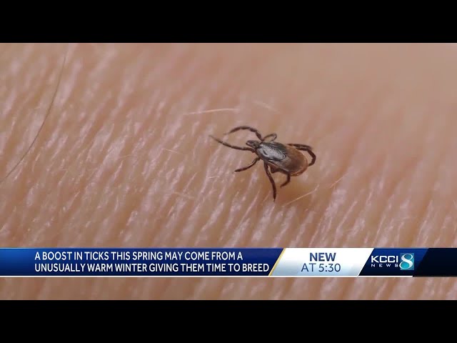 Warmer weather brings more bugs: How to prevent tick bites