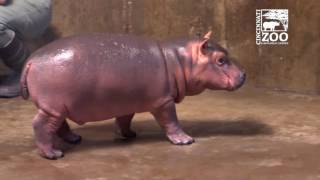 Premature Baby Hippo Fiona Explores Big Space  Cincinnati Zoo
