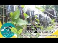 PAANO MAGTANIM NG HANGING GULAY SA BOTE | Plant Hanging Vegetables for Home and Urban Gardening