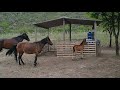 cavalo cruzando, cobrindo égua