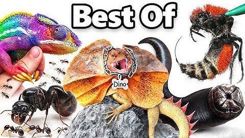 I GET A PET DINOSAUR (KINDA)