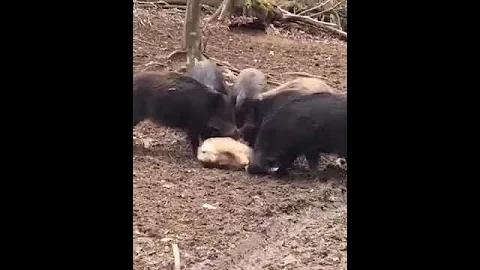 КАБАНЫ ЕДЯТ КОСУЛЮ