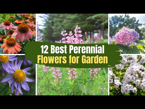 12 Best Perennial Flowers for Your Garden 🌻🌹