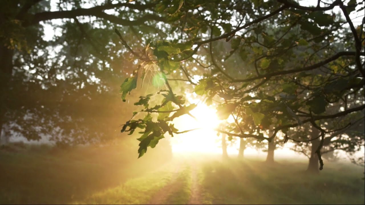 Guarda Rays - Ryan Marvel su YouTube Guarda Rays - Ryan Marvel su YouTube