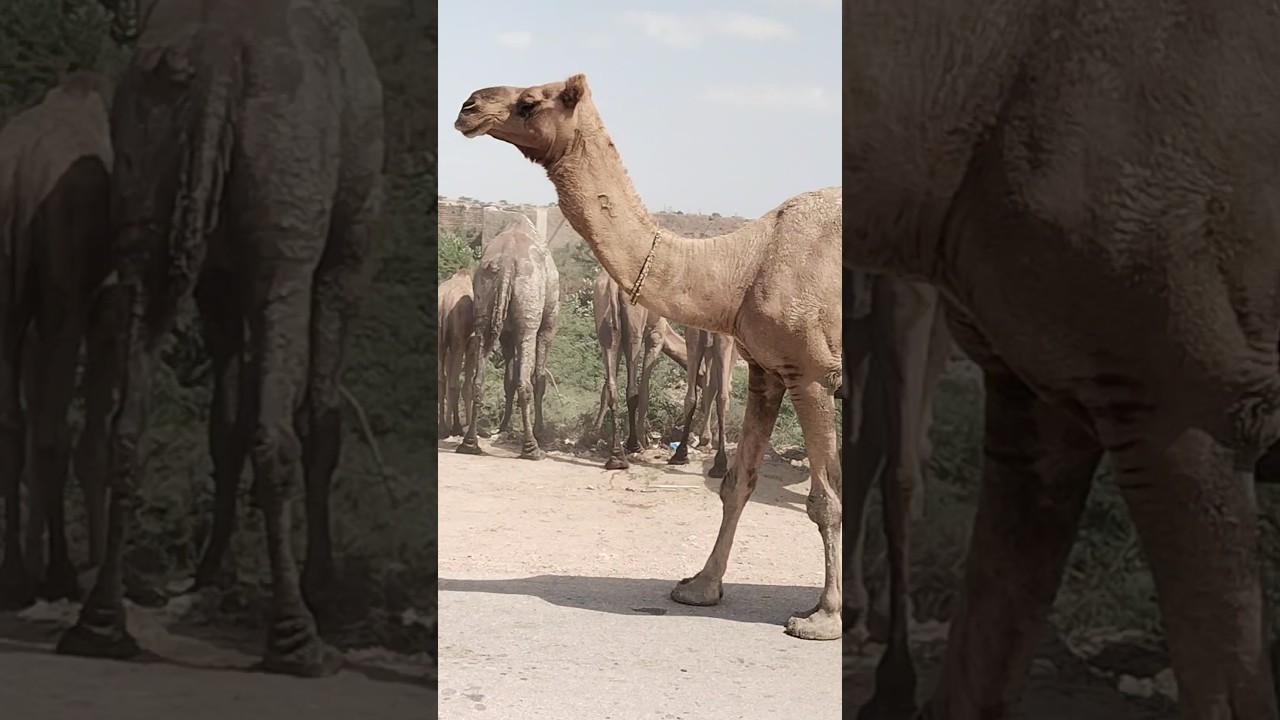 A herd of camels munches on trees in the Tharparkar 