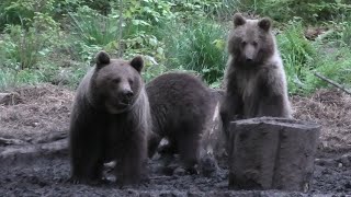 medvedica a jej trojičky, vzdial.50m, eurasian ursus arctos