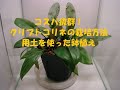 クリプトコリネの栽培方法2 (Roots式？用土を使った鉢植え)