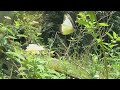 Chocolate albatross butterfly (Appias lyncida) part-1