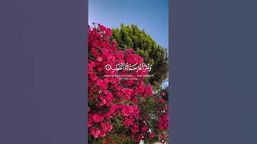سورة المسد كاملة | محمد اللحيدان