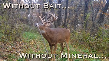 The HODAG Licking Stick