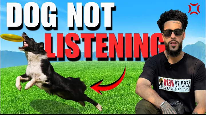 STOP YELLING and DO THIS! Your Dog Will FINALLY Listen!