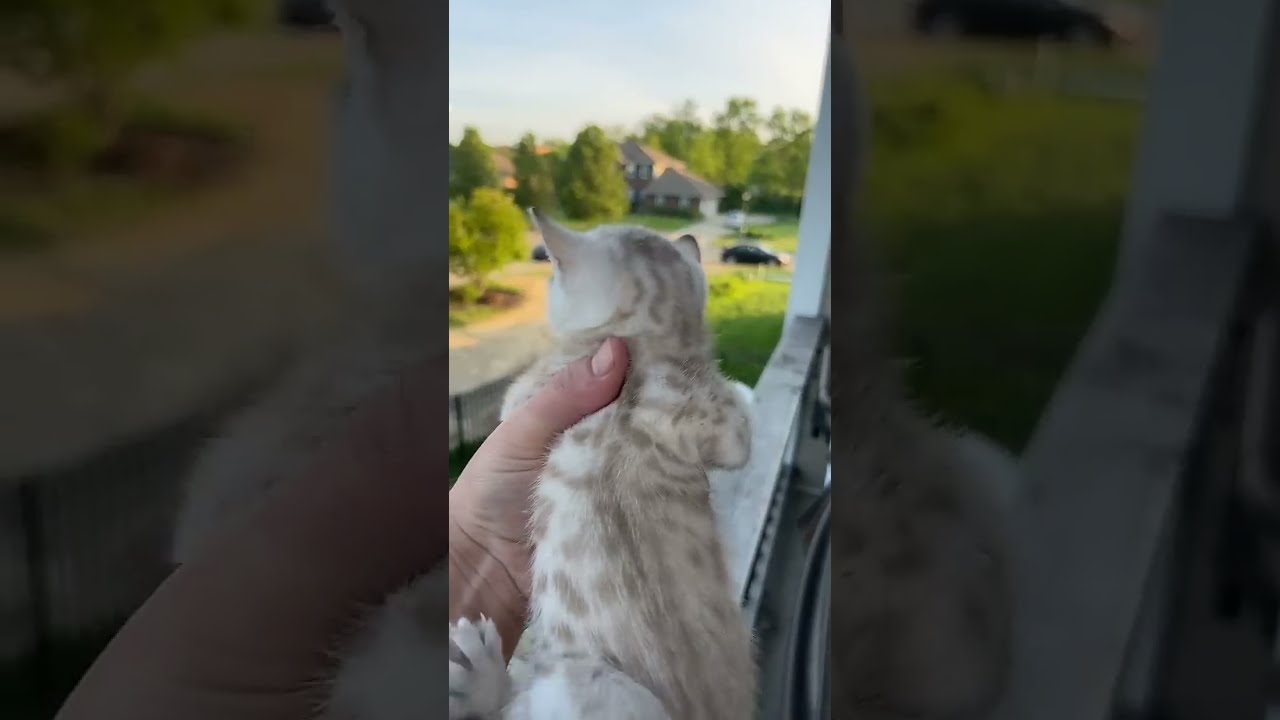 Mama Cat Comes Running Home To Kitten S Cry ViralHog